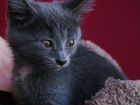 Серый котенок девочка