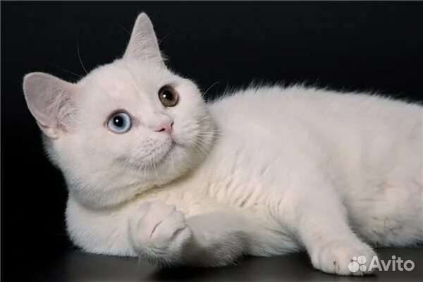 Кошка скоттиш страйт белая