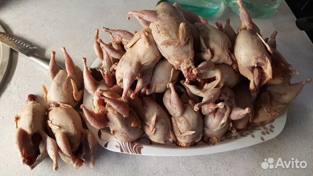 Инкубационное яйцо, перепела разного возраста