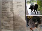 Собака тибетский мастиф 9 месяцев