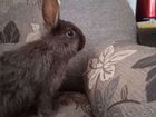 Домашние животные кролики объявление продам