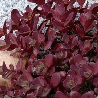 Очистки, почвопокровники, суккуленты