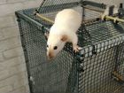Крыса с клеткой бесплатно объявление продам