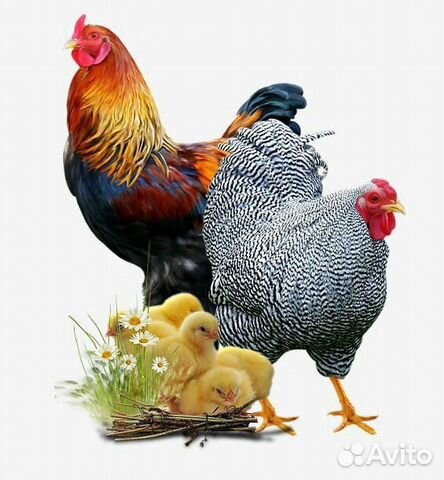 Бройлер подрощеный, куры нисушки