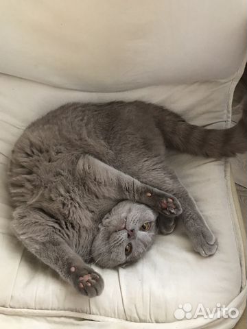 Вязка шотландский кот