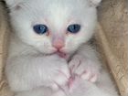 Голубоглазый котенок