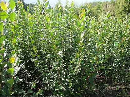 саженцы кизильника блестящего. кизильник блестящий саженцы. кизильник блестящий саженцы. кизильник блестящий саженцы. кизильник блестящий саженцы одногодки.