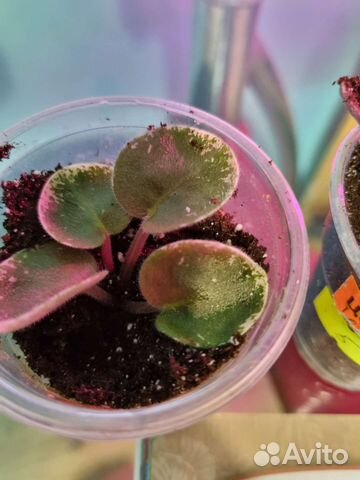 Фиалка детки сортовые