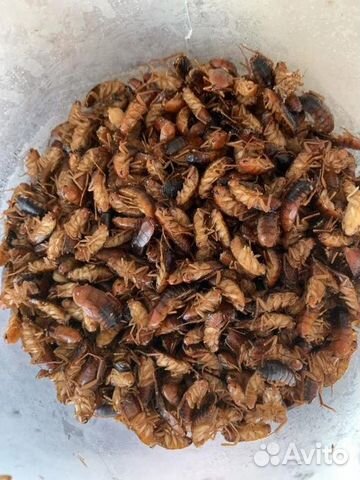 Замороженные к.о. сверчки, тараканы, крысы, мыши