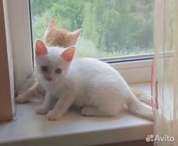 Котёнок ищет дом