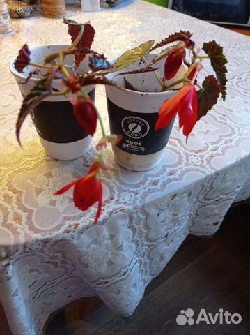 Комнатные растения