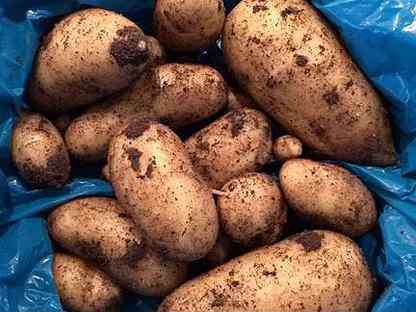 Картофель. Выращенный на собственном огороде