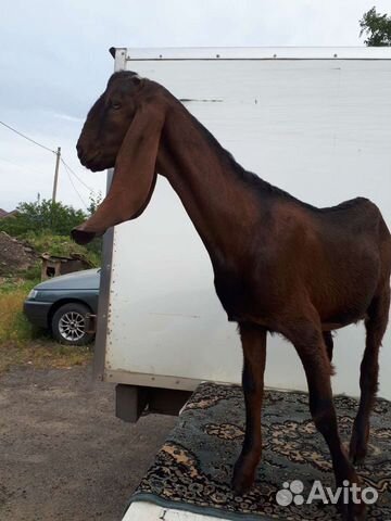 Коза с козленком