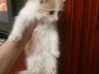 Кошка сибирская