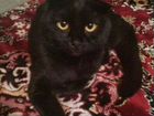 Британский висллоухий кот чёрный