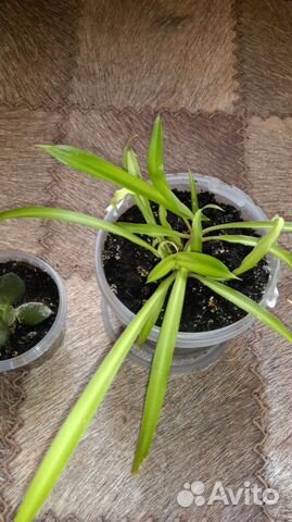 Комнатные растения