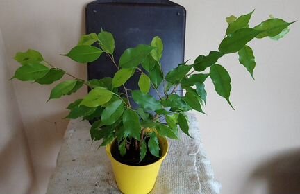 Фикус Голден Моник Бенджамина 