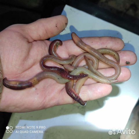 Червь выползок (наличие)