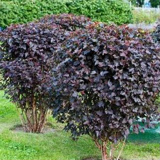 Саженцы Пузыреплодник, спирея оптом