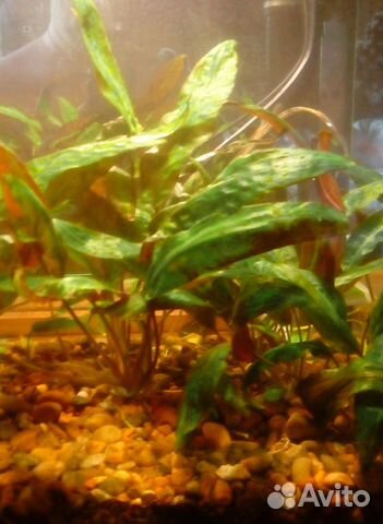 Аквариумные растения