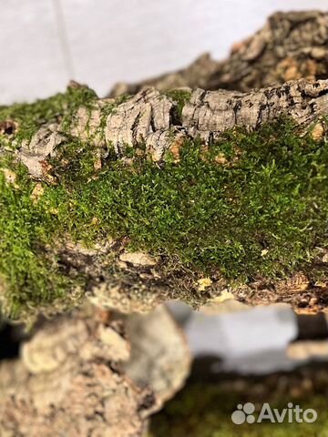 Кора пробкового дуба