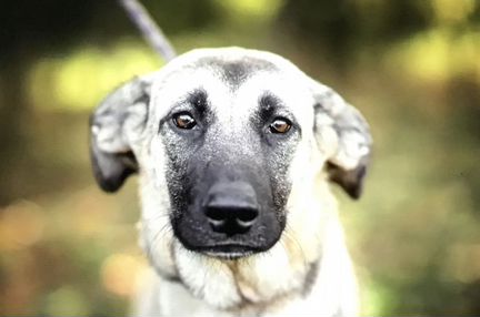 Маленькая большая Люся ищет дом