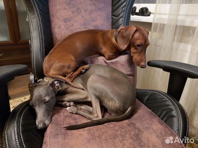 Передержка собак, няня для собак, догситтер