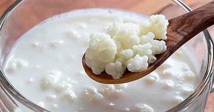 Тибетский молочный гриб