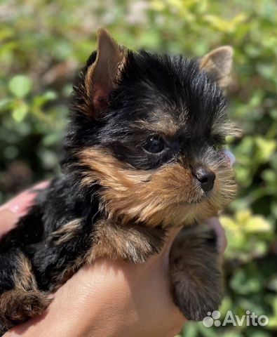 Йоркширский терьер мини,микро щенки