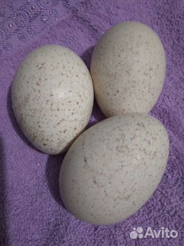 Инкубационное яйцо индейки бронза 708