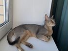 Абиссинский котик объявление продам