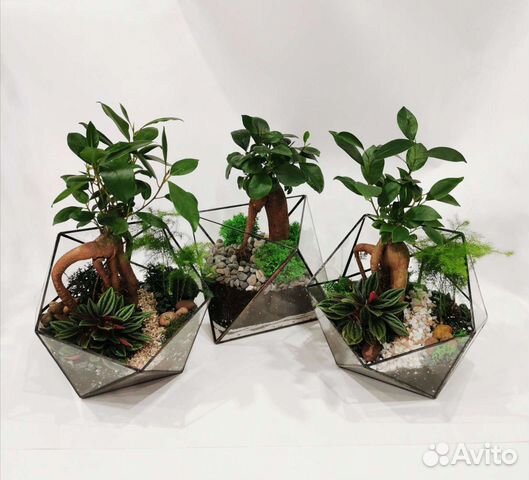 Флорариумы с бонсай в наличии