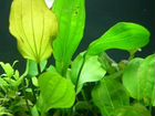 Эхинодорус растения для аквартума