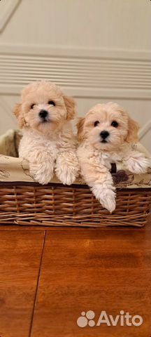 Щенки Мальтипу ф1