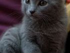 Русской голубой котята 2 месяца