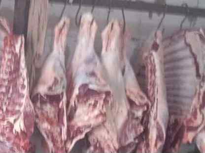 Мясо говядина халяль бык 500 кг забой под заказ