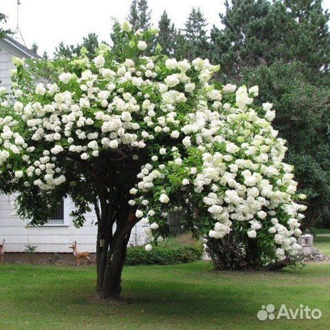 Калина Бульденеж