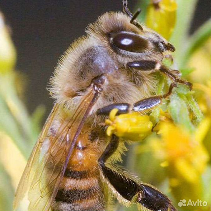 КАК ПОЙМАТЬ РОЙ ПЧЁЛ ОТКРОВЕННО О РОЕЛОВСТВЕ. сказки от Толяна Дзен