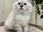 Котёнок Невская маскарадная объявление продам