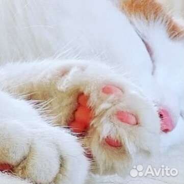 Передержка кошек и других небольших питомцев