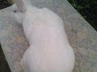 Кролики крупная порода (Белый окрас) объявление продам