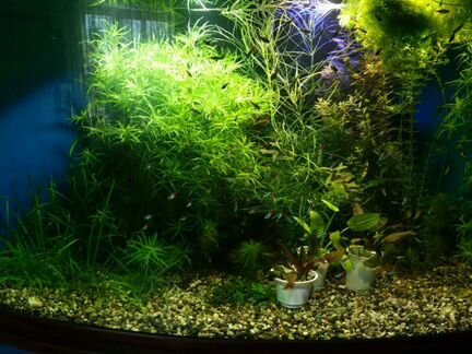 Растения аквариумные