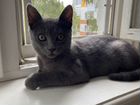 Котёнок Дымок «Русская голубая» в добрые руки объявление продам
