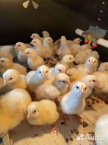 Цыплята бройлеры кобб 500