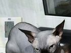 Канадский сфинкс котенок бесплатно объявление продам