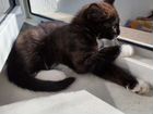 Кошки помесь Невский маскарадный с Майн-куном объявление продам