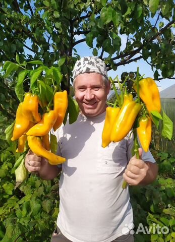 Перец болгарский семена