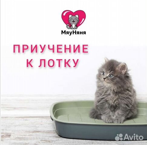 Приучение котенка к лотку