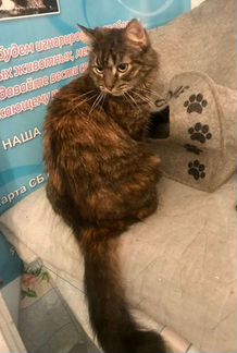 Камила ищет дом, стерилизована