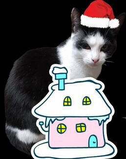 Котенок 7,5 мес. в добрые руки